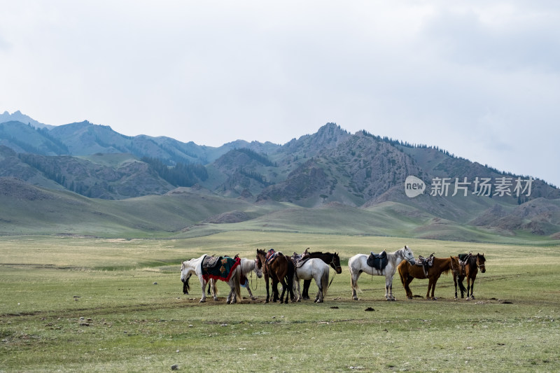 新疆雪山下草原上的马群