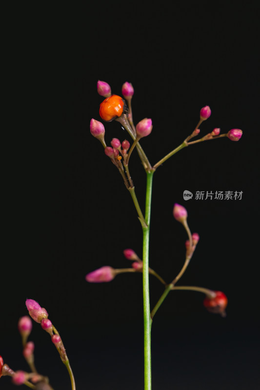 黑色背景野花特写