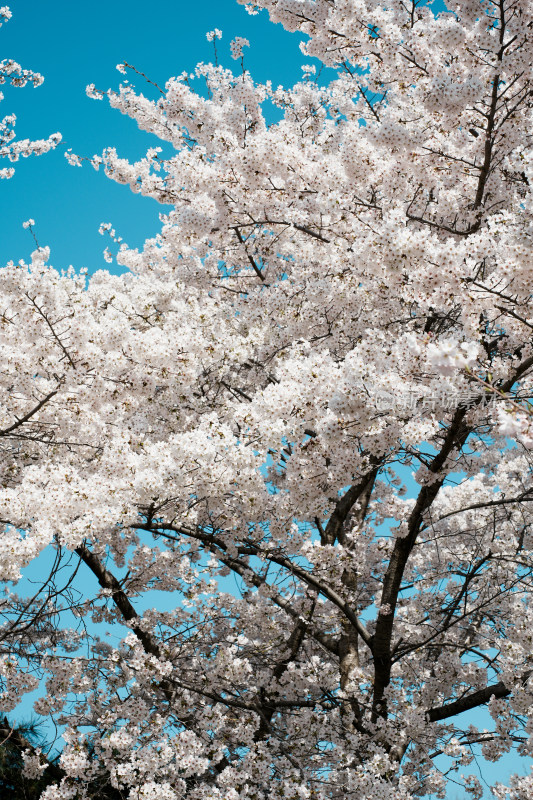 北京玉渊潭公园樱花节樱花树樱花