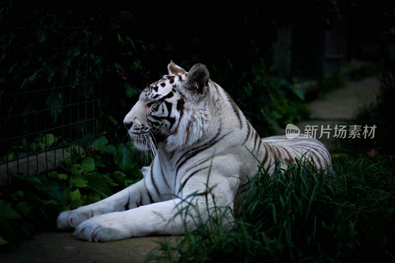 野生动物老虎食肉动物狩猎者