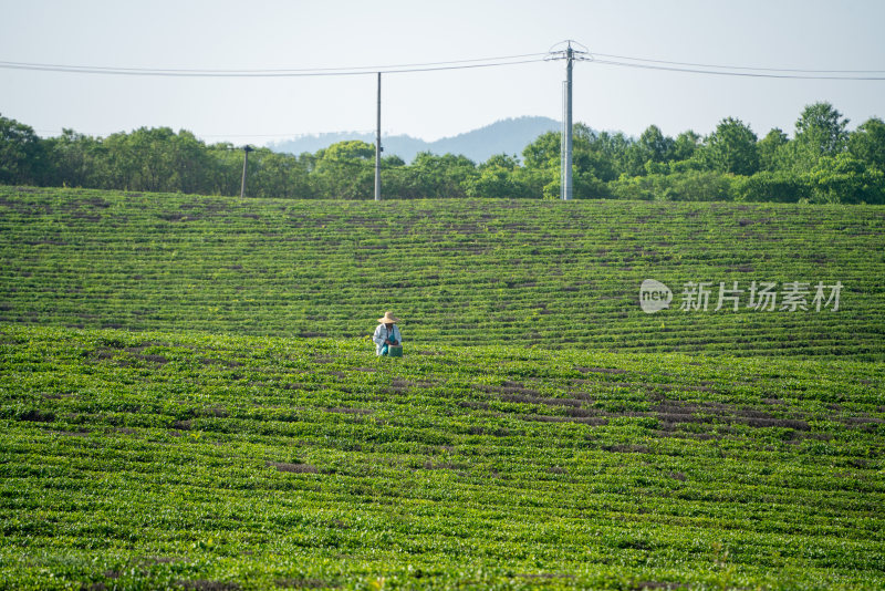 春天茶园采茶