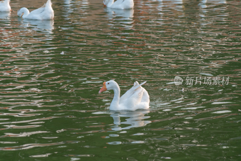 水中嬉戏的大鹅