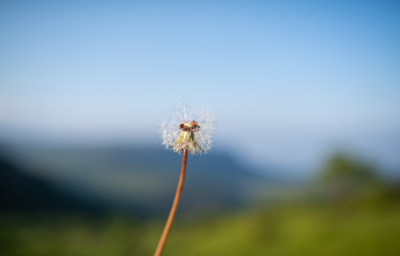 一株蒲公英户外微距特写