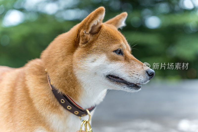 戴着项圈的柴犬特写