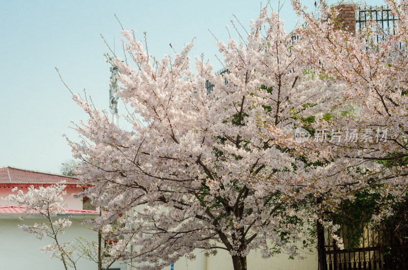 青岛樱花小镇，樱花满树盛开