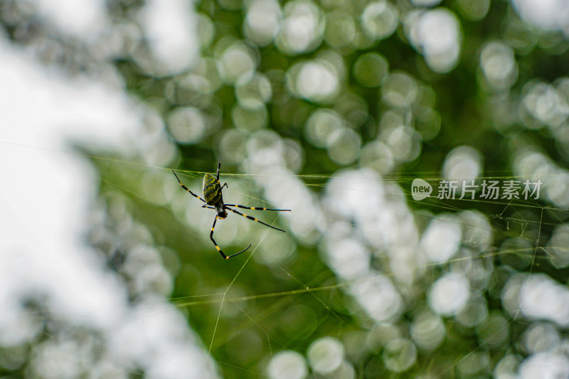 花蜘蛛毒蜘蛛在织网