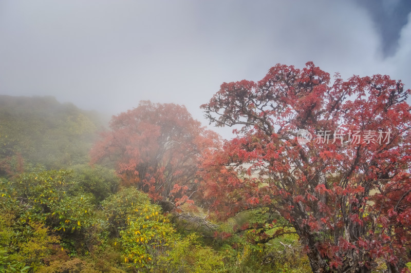 秋天枫叶红了自然风景