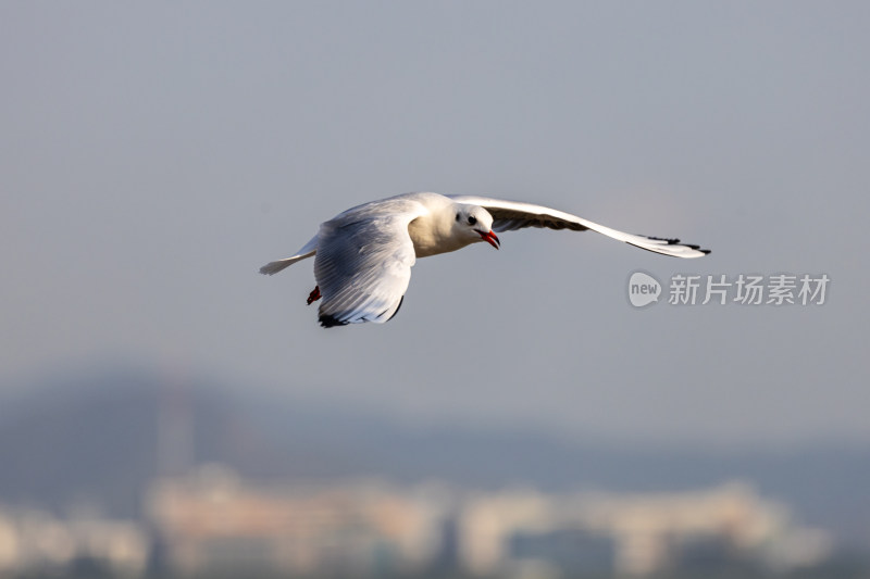 海鸥、红嘴鸥