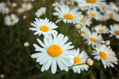 小雏菊花海特写