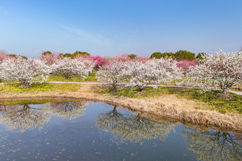 花开海上梅花节