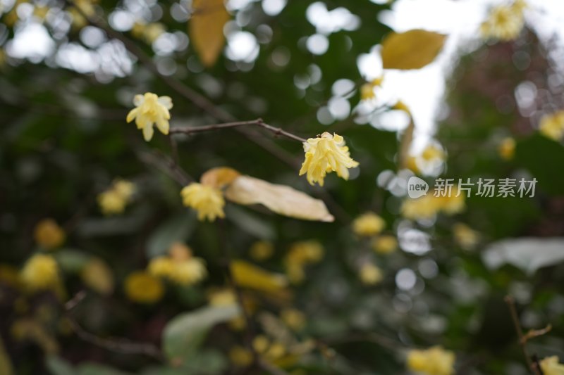 黄色花朵植物特写