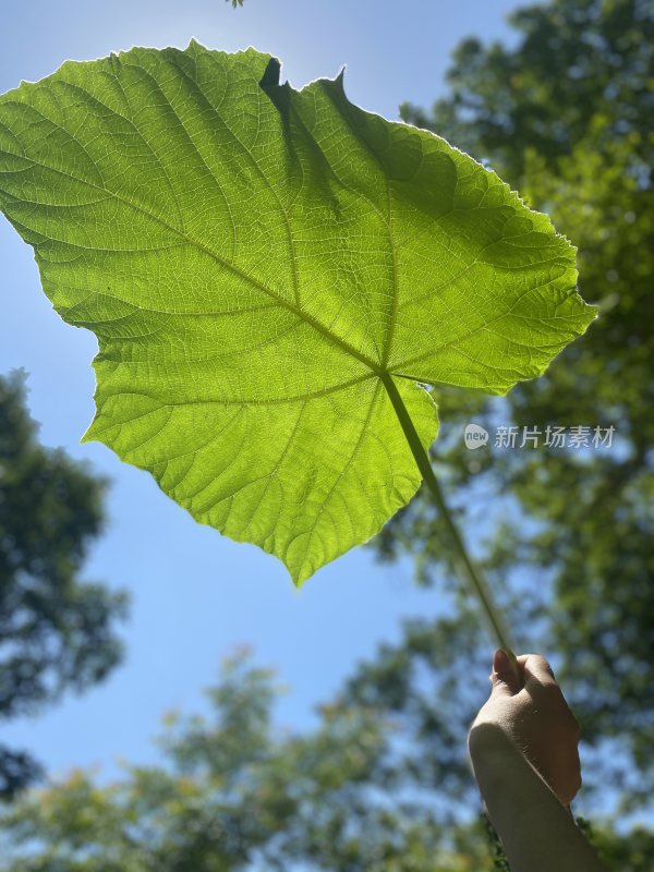 对着蓝天能看清楚叶脉的巨大叶子