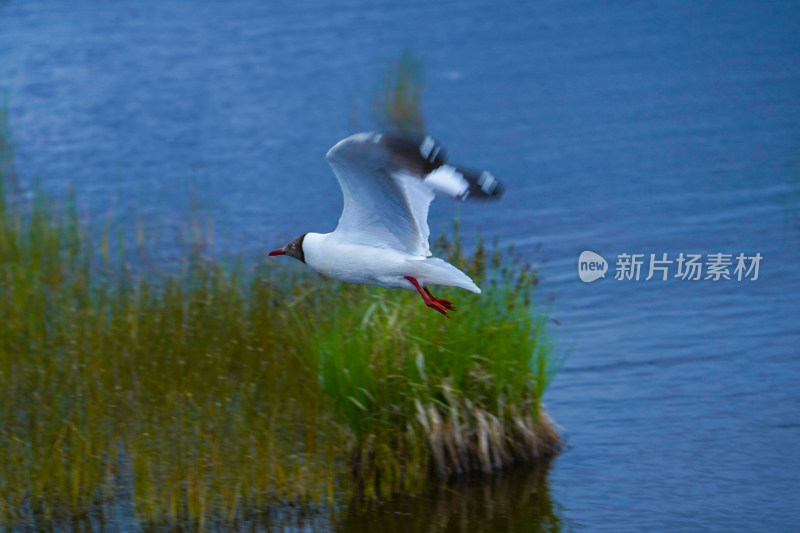 若尔盖花湖景区海鸥