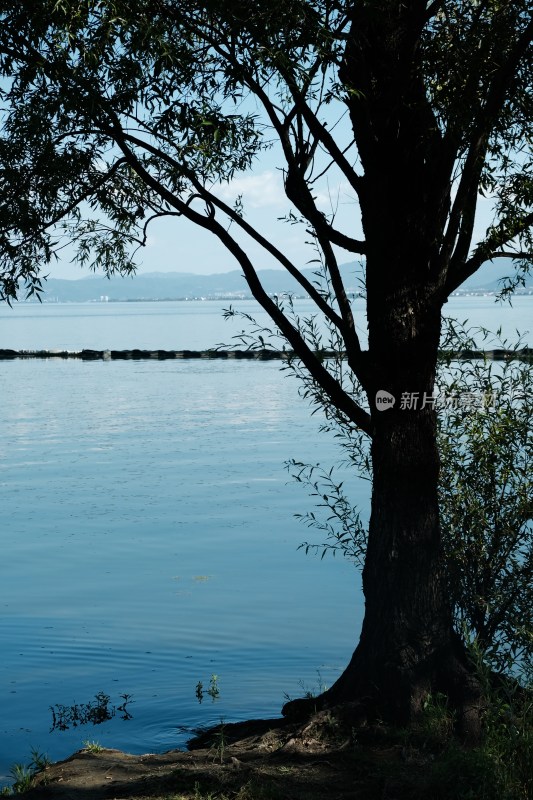 湖边树木自然风景