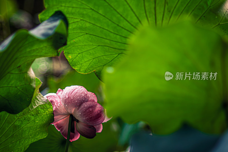 雨后荷花上的水珠