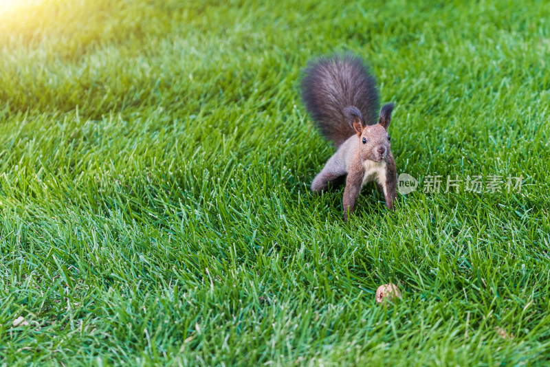 公园草坪上吃核桃的松鼠