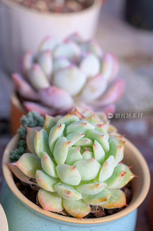 盆栽多肉植物特写