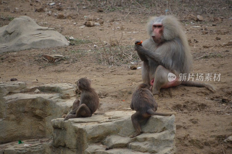 广东东莞：香市动物园阿拉伯狒狒