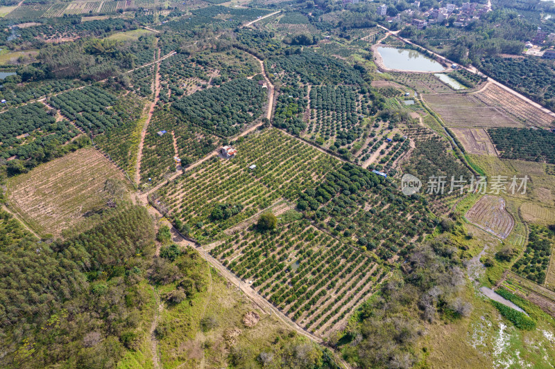 湛江红江农场廉江红橙种植园