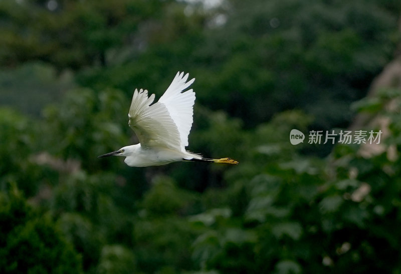 尖嘴白鹭水鸟飞翔