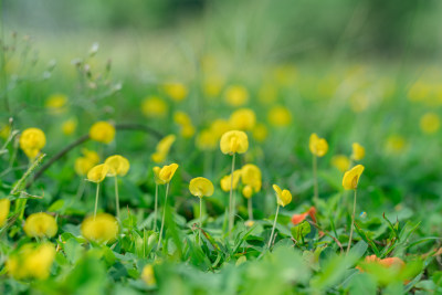 田间盛开的黄花蔓花生