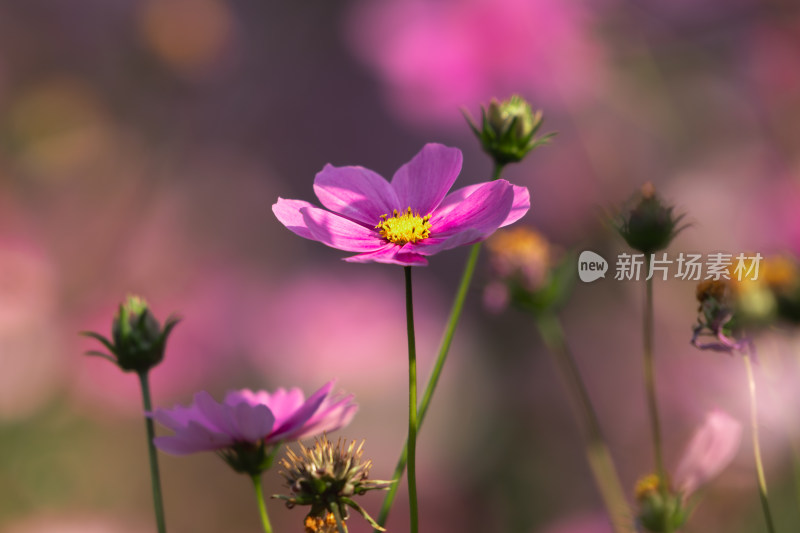 夕阳下的格桑花或波斯菊