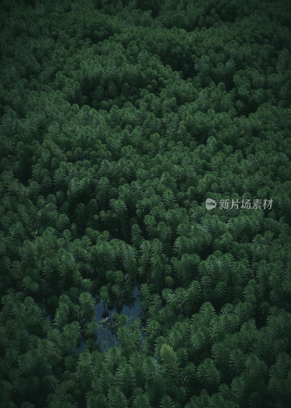 森林里的一片墨绿