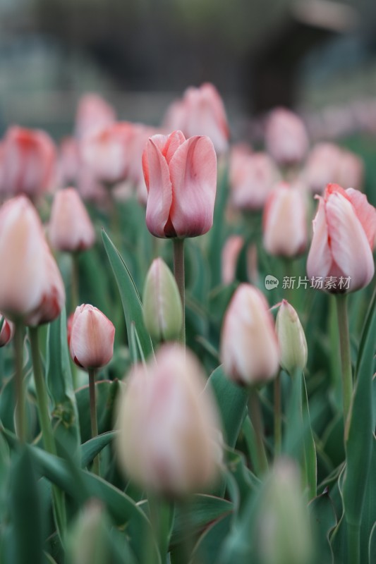 郁金香花海