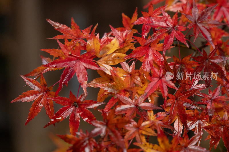秋天自然红色枫叶