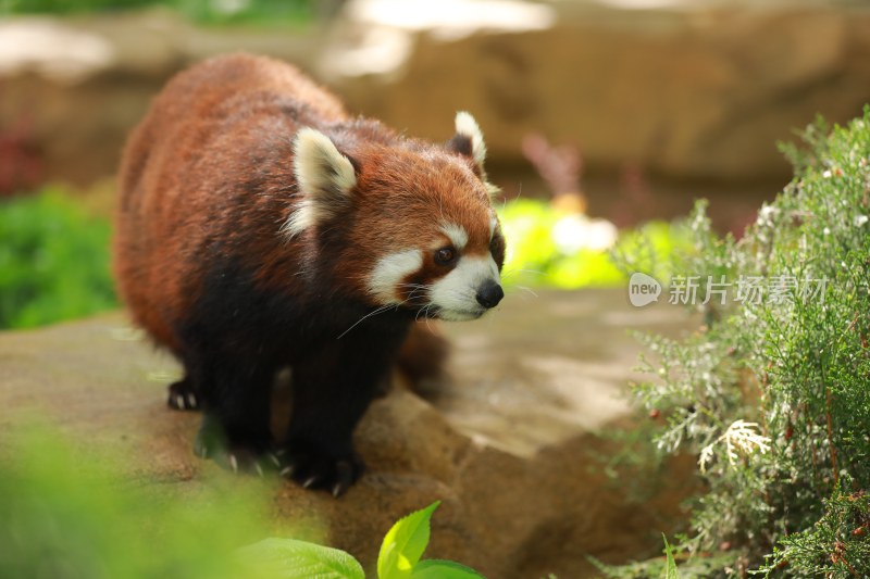 野生动物小熊猫