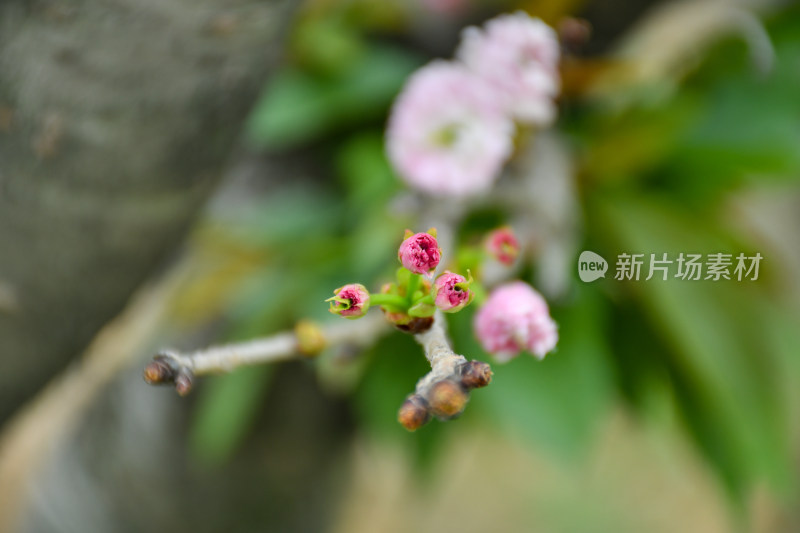 粉色花卉植物特写