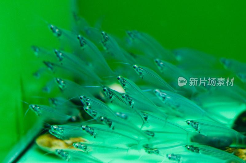 群聚的透明玻璃虾于绿幕之下