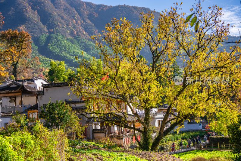 皖南秋色塔川国家森林公园