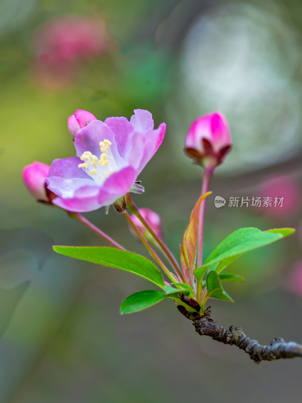 春天里的海棠花