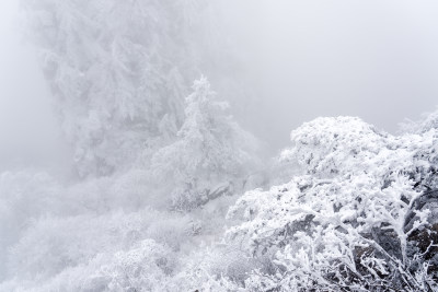 冬季大雪树木雾凇雪挂