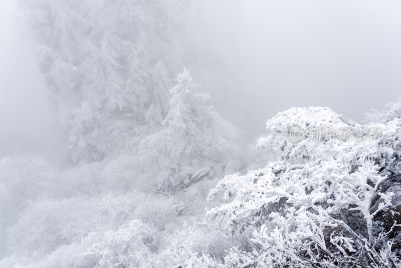 冬季大雪树木雾凇雪挂