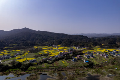 农业种植农田油菜花航拍图