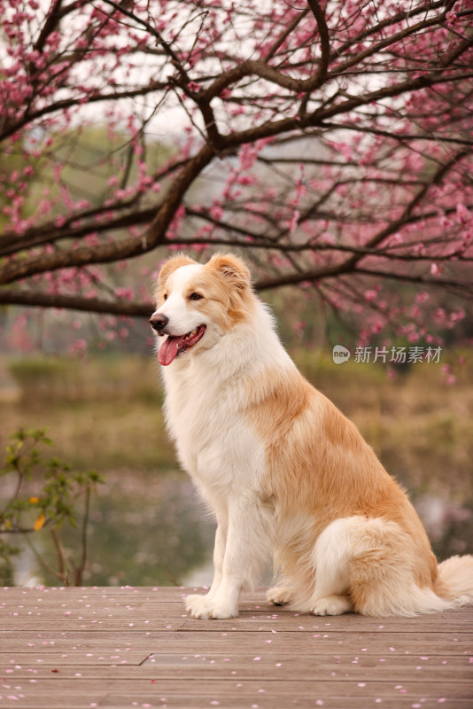 坐在梅花树下的边境牧羊犬