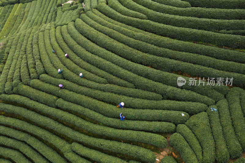 春天杭州西湖龙井龙坞茶园风光