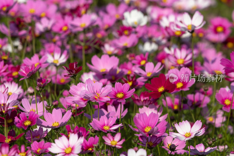 春天立春节气格桑花盛开