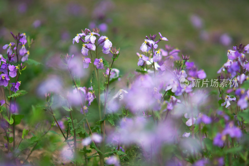 常见春天野花诸葛菜