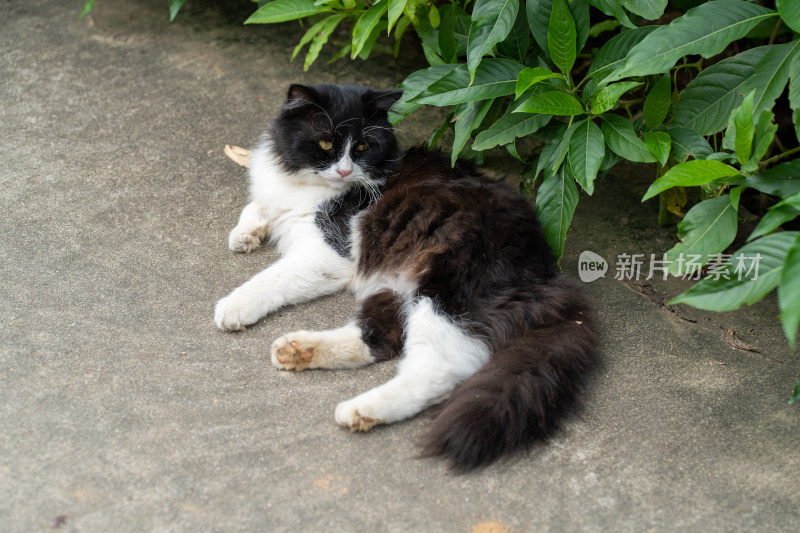 村寨里悠闲的猫咪