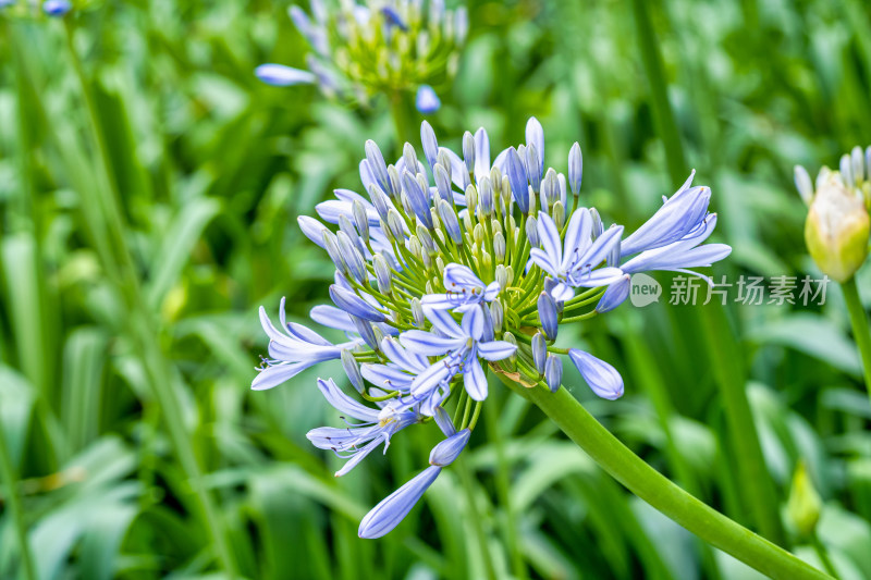 植物百子莲开花特写