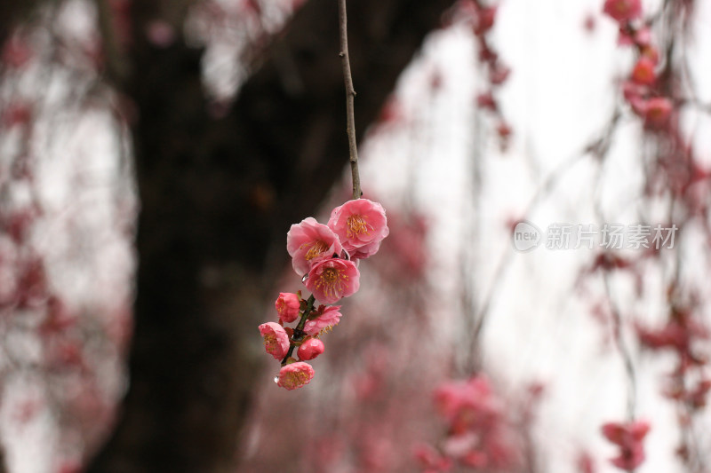 春雨后的梅花