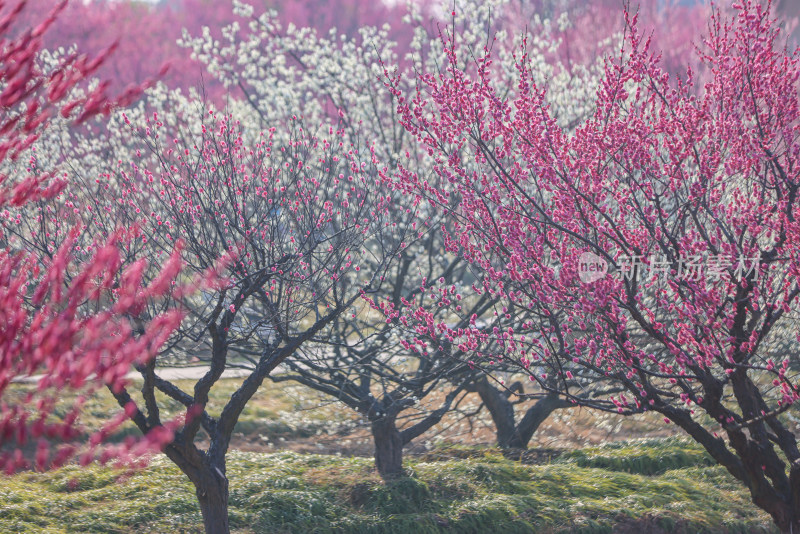 花开海上梅花节