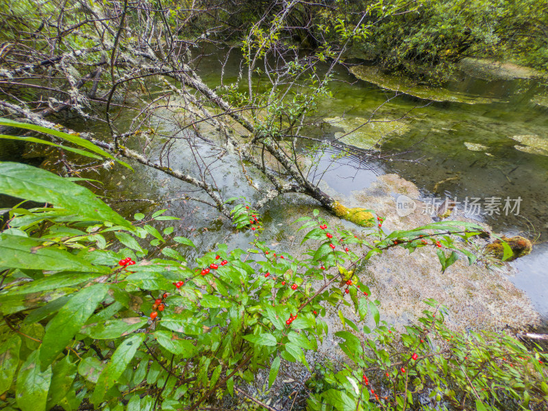 静谧的森林与湖景