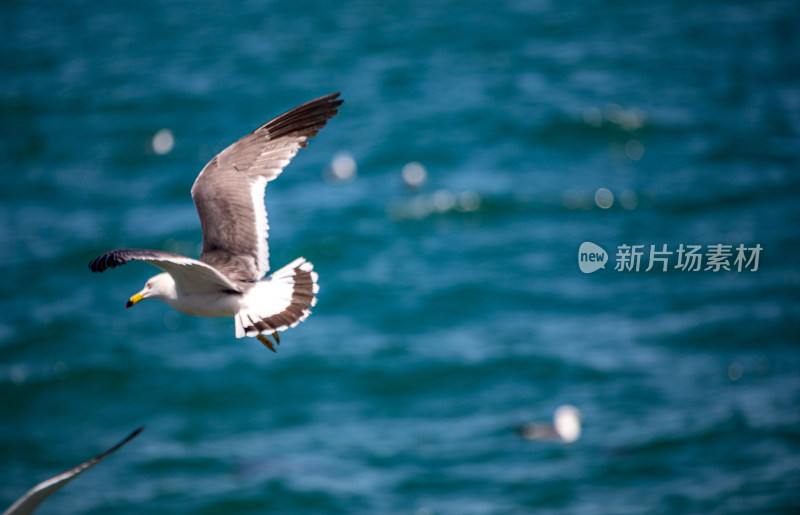 山东威海海天之间飞翔的海鸥