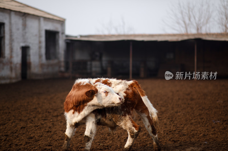 肉牛养殖场里可爱的小牛