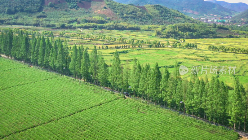 德清县五四村水杉树绿色植物