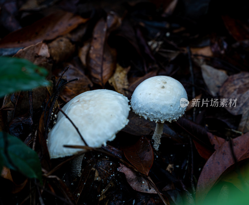 雨后野外生长的蘑菇